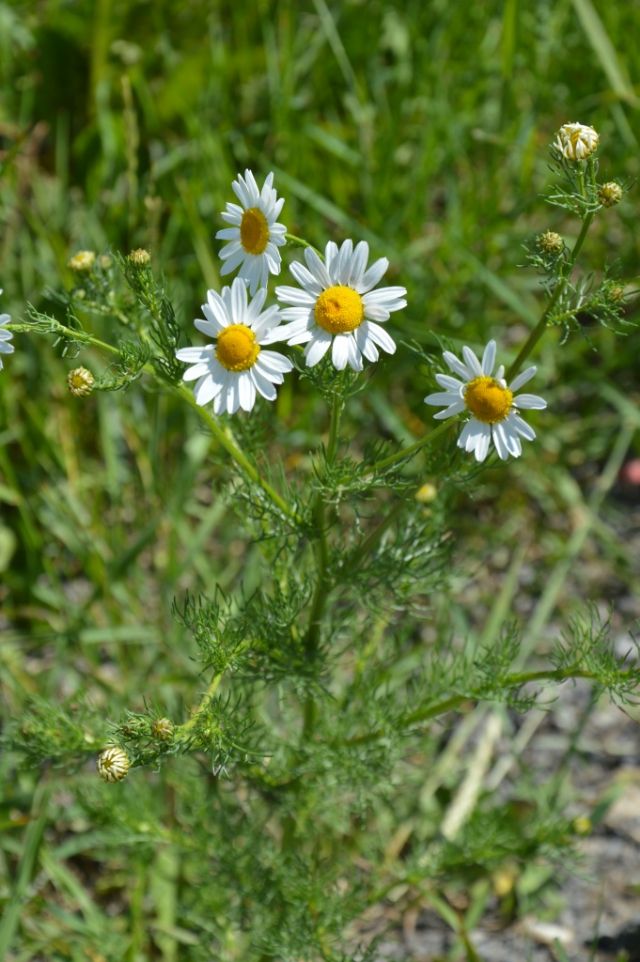 Tripleuromspermum inodorum